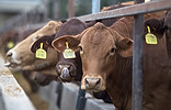 farmtender.com.au.jpg