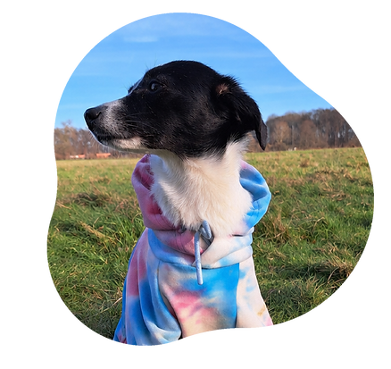 Hundetraining und Lernspaziergang in kleiner Gruppe