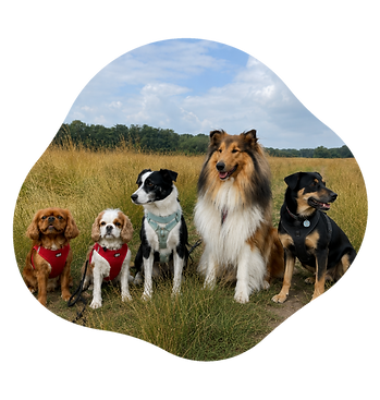 Walks&Woof_Website_10.png