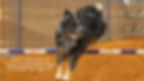 Sage2021greatJump.JPG