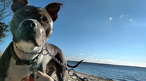 pitbull, beach, greay nose