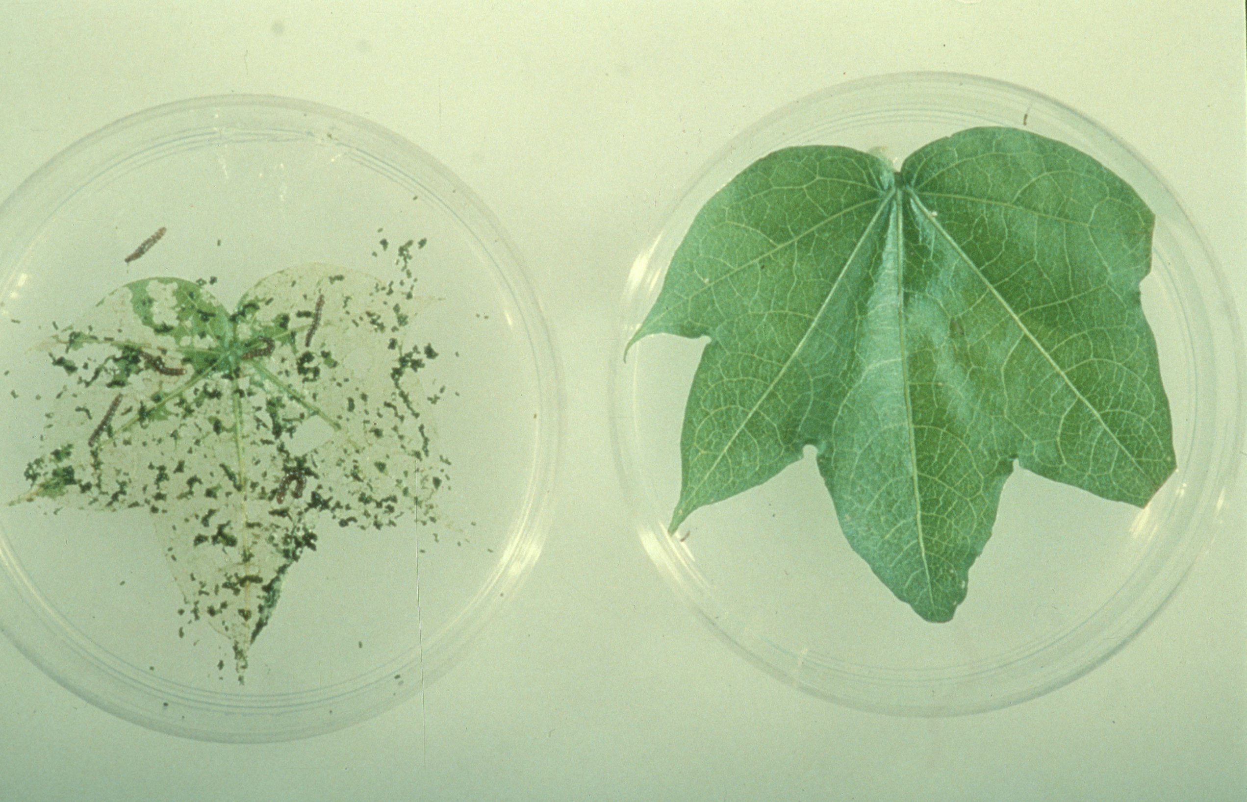 Genetically modified cotton leaf