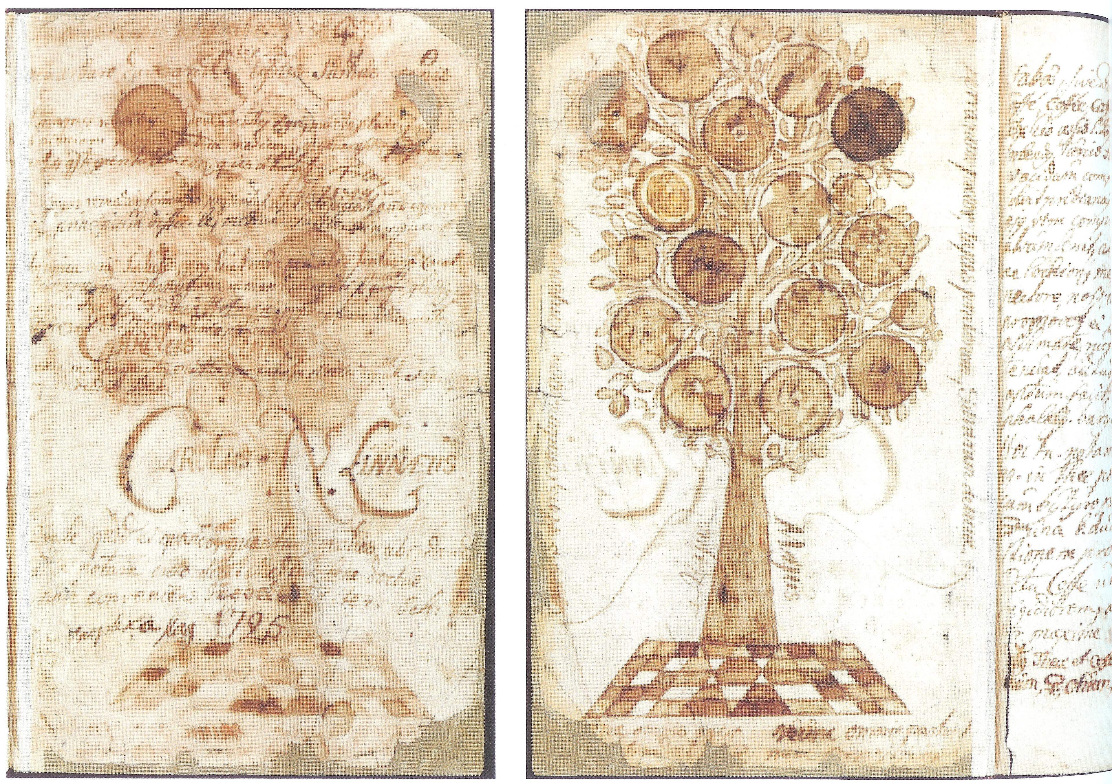 Carl Linnaeus's 1725 botanical manuscript