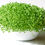 Thumbnail: Chia Microgreens