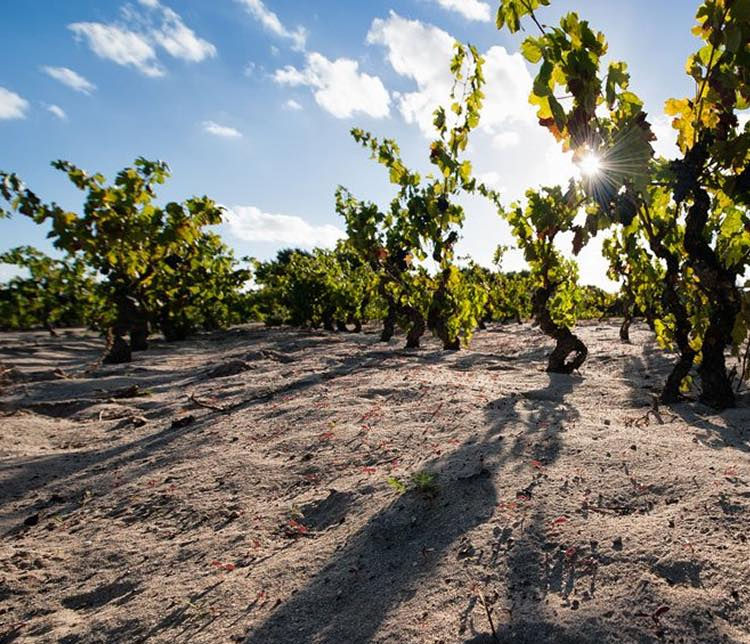 🍇 Carignano di Sant'Antioco: ein Wein, geboren aus Erde und Wind
