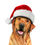 Thumbnail: Labrador Christmas Card
