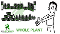 FSE isolate.png