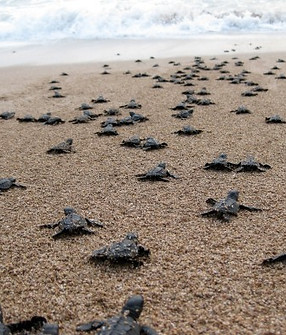 tour-liberacion-de-tortugas-ixtapa-zihuatanejo-06.jpg