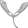 mapleseed_edited.png