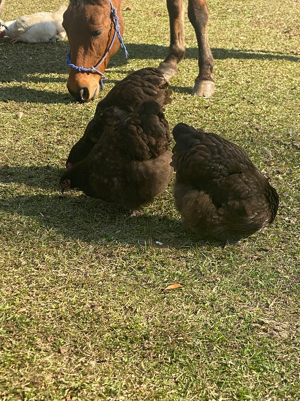 Thumbnail: Chocolate Orphington breeding pair