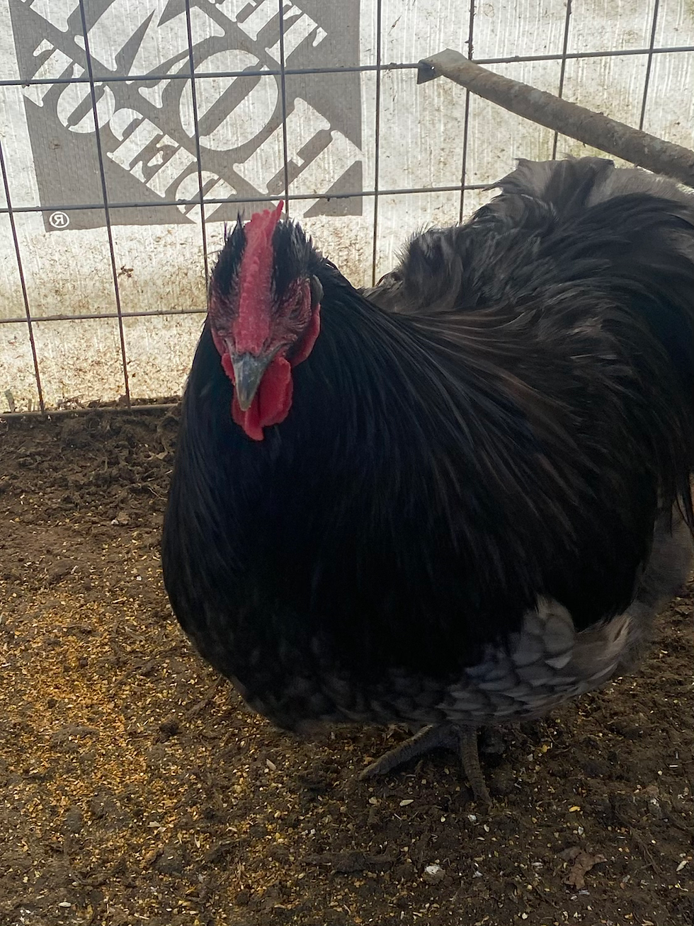 Thumbnail: HUGE Old English Orphington Rooster