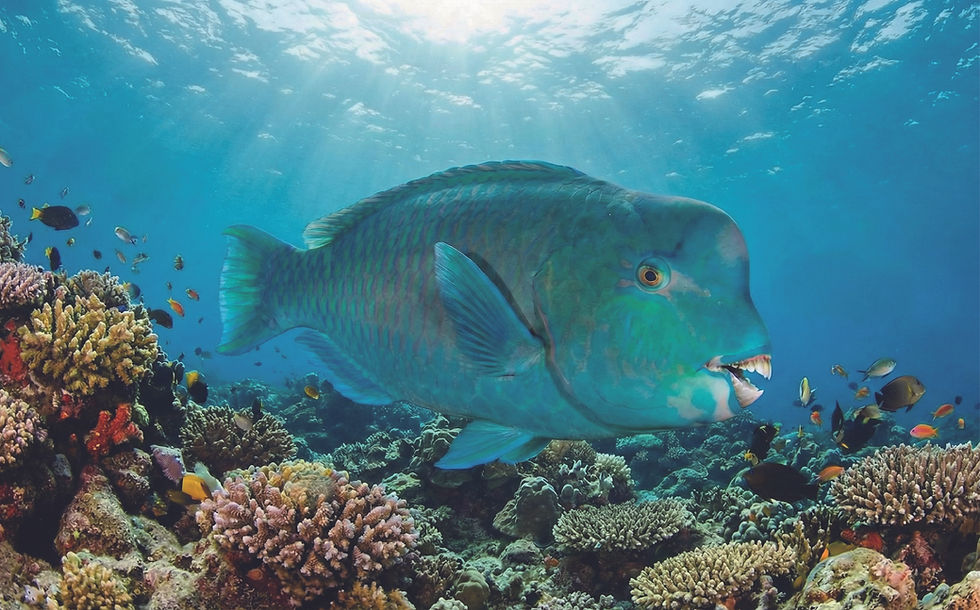 サムネイル： エメラルドに輝く魚体をモチーフとした琉球ガラス