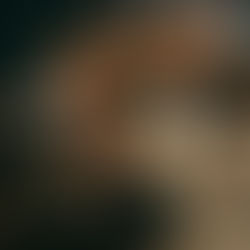 Wellness Exercise Program