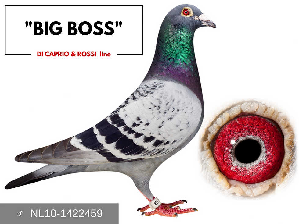 "BIG BOSS"