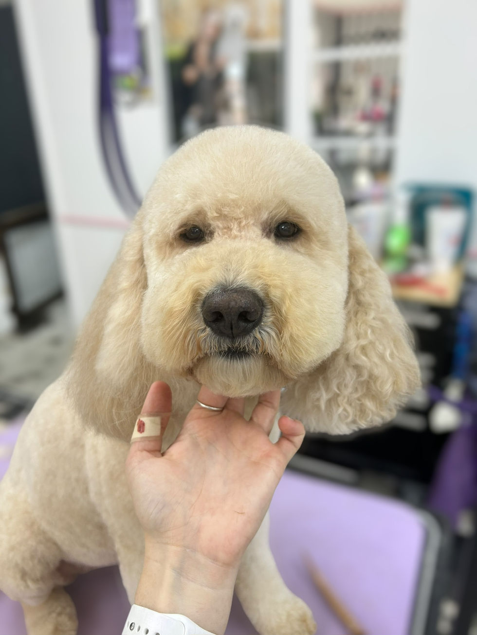 Photoroom_019_20241018_095402 2