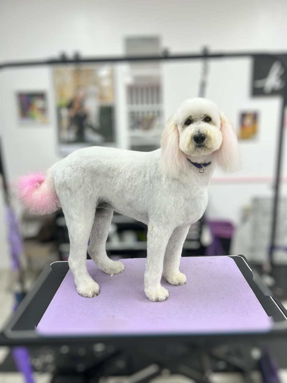 Photoroom_017_20241018_095402 2