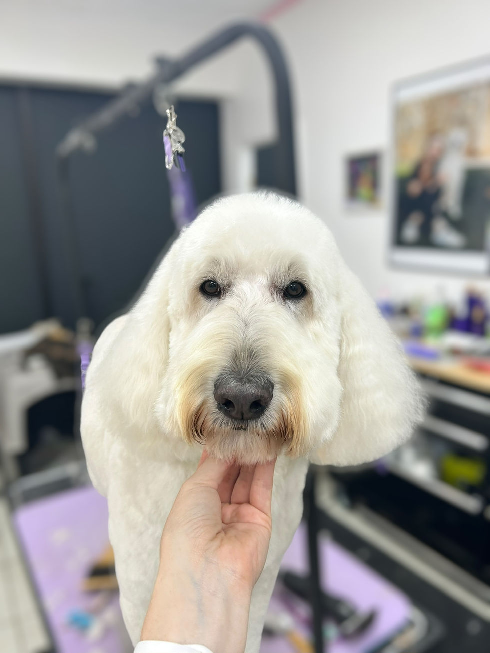 Photoroom_011_20241018_100807 2