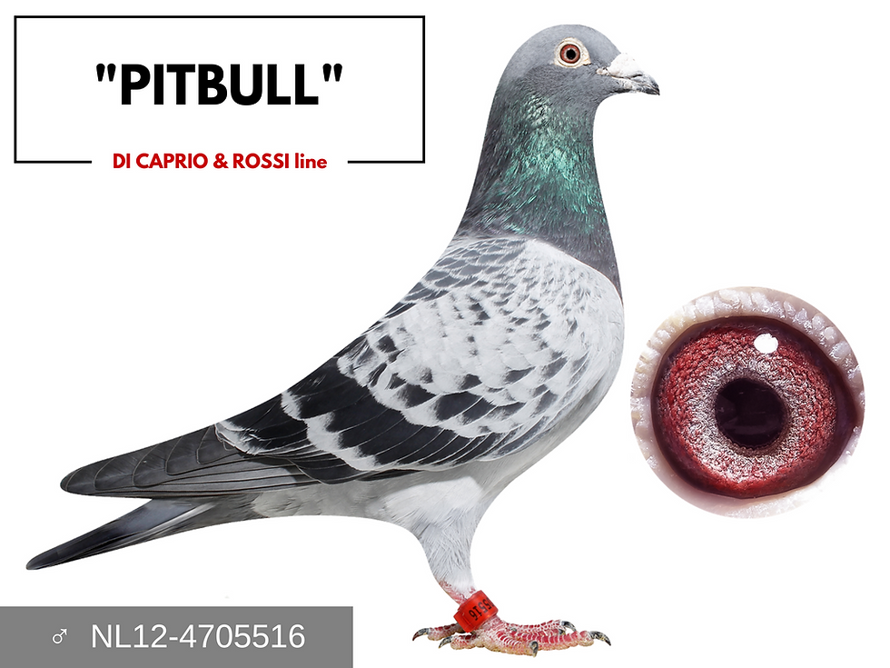 "PITBULL"