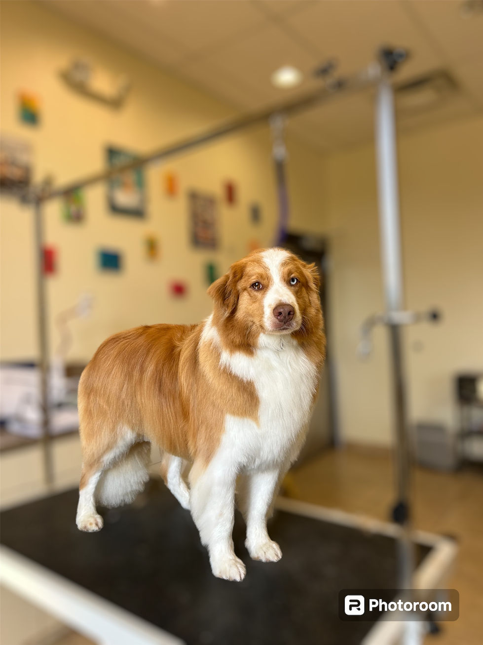 Photoroom_20240630_074554