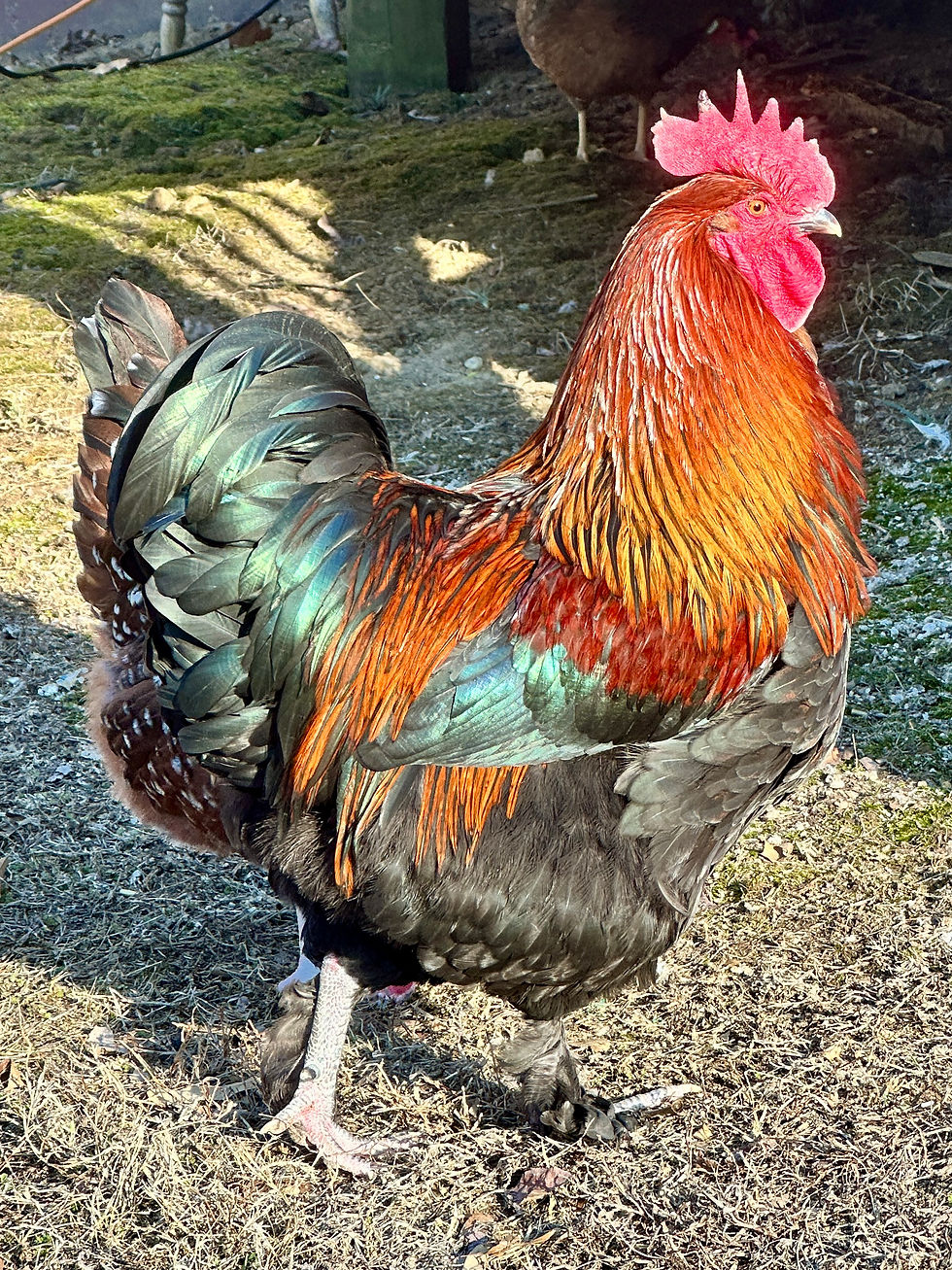 Bobby: White House Head Rooster