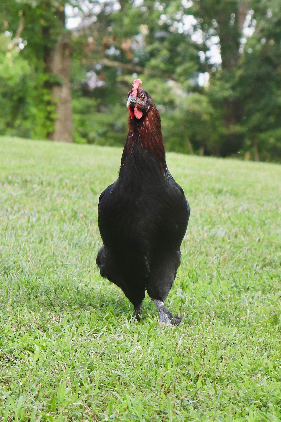Majestic Lindsay Lohen in the pasture