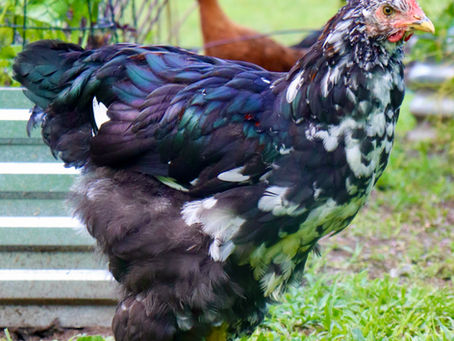 Episode 10: The Language of the Roosters