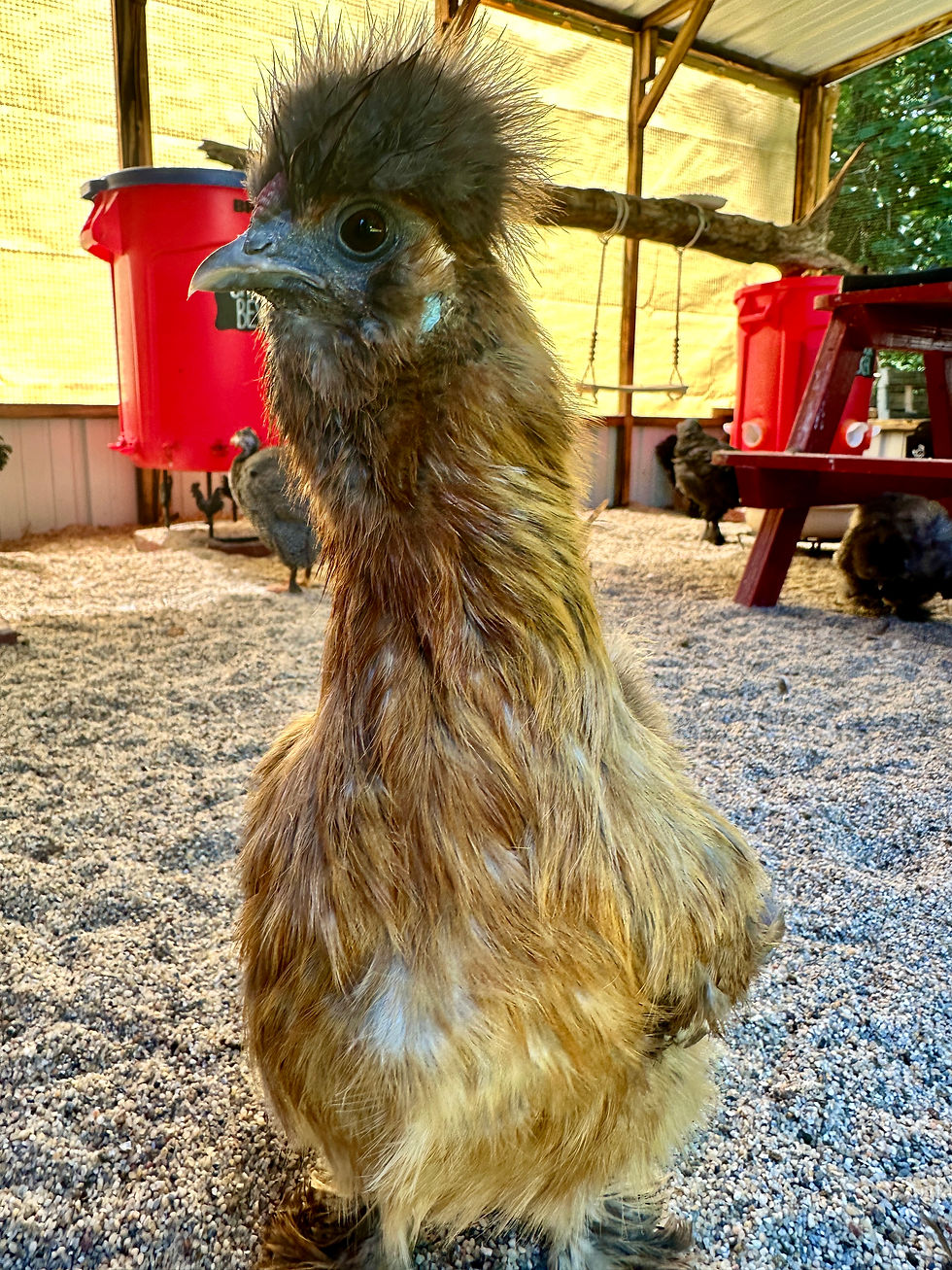 This is the day she laid her first egg! Very proud!
