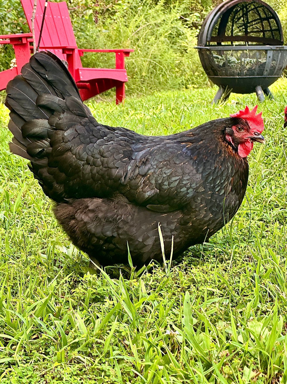 Oprah foraging in the field