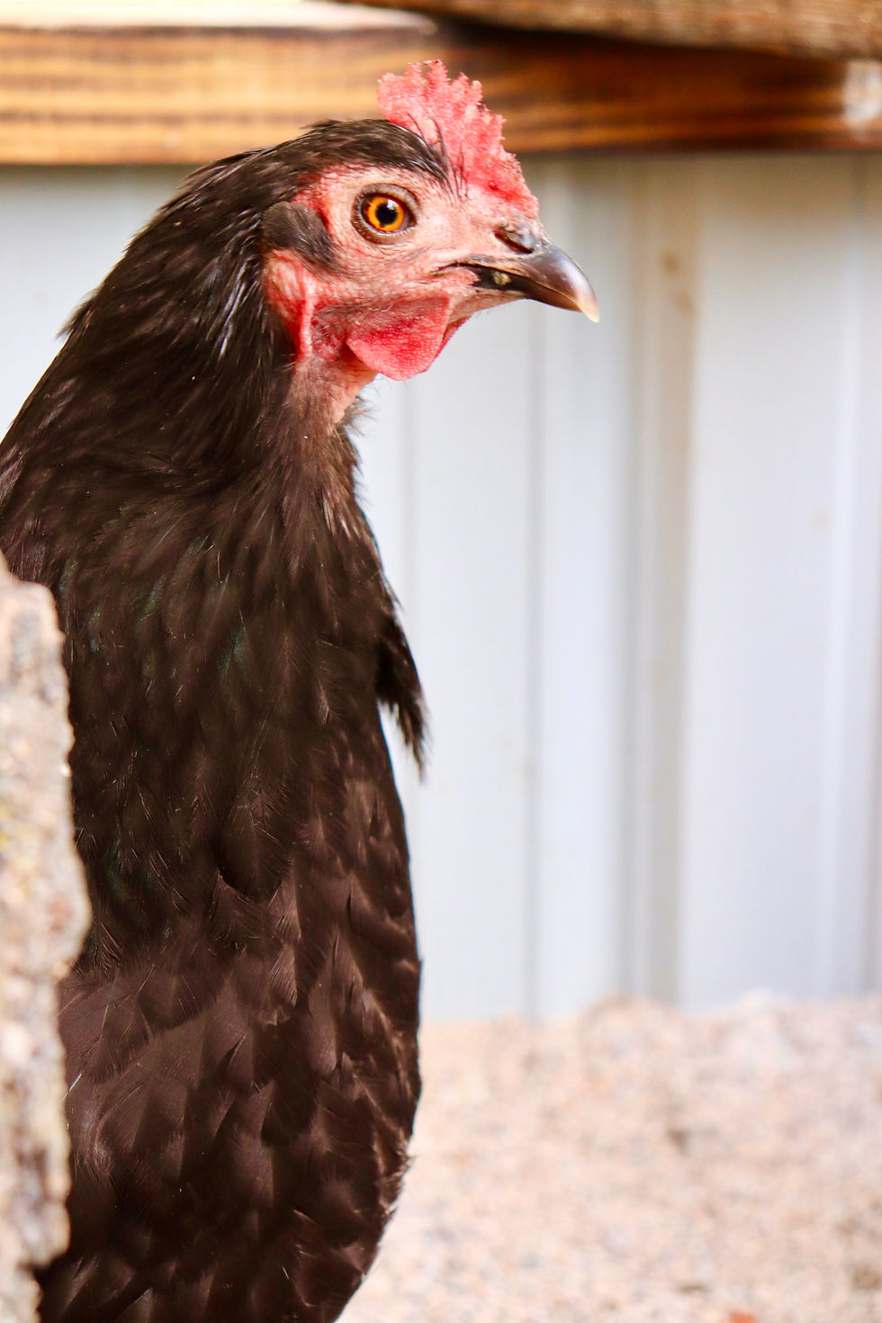 Gertie's professional headshot for Henhouse Magazine