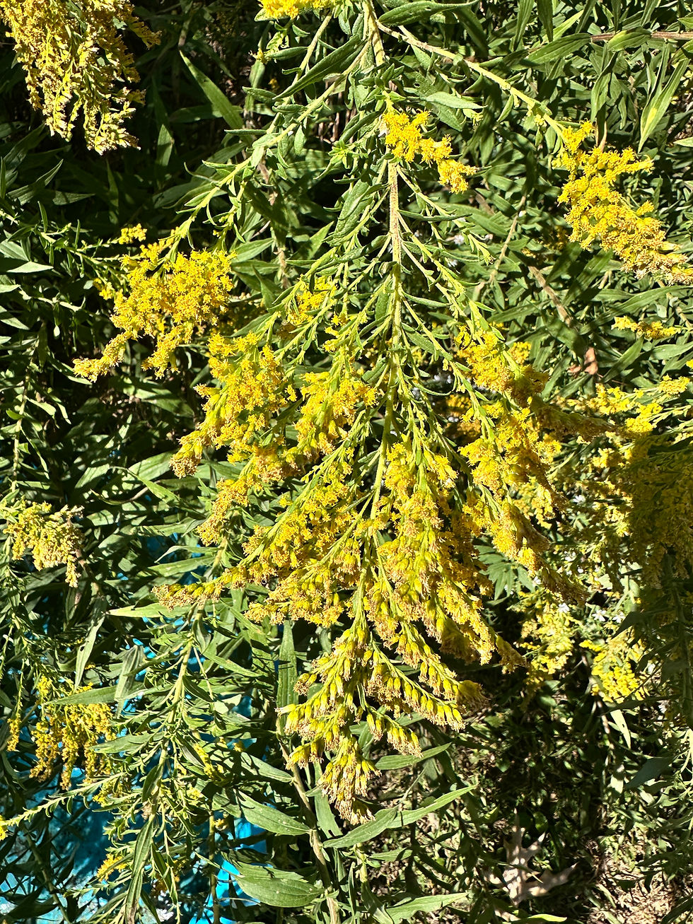 Canada Goldenrod