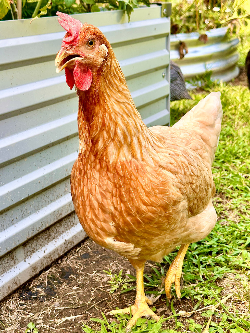 Looking for tasty morsels in the garden