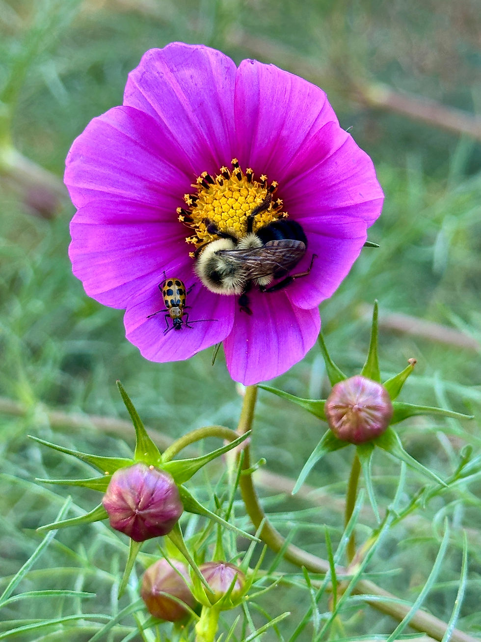 A sleepy bumble bee in a Cosmos bloom