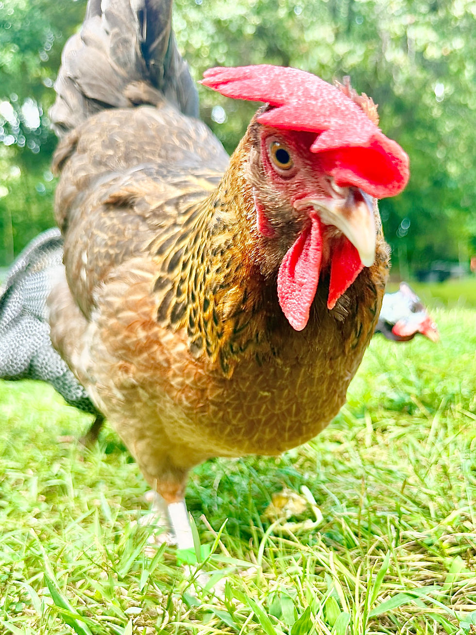 Alison thinks you're hiding the treats.