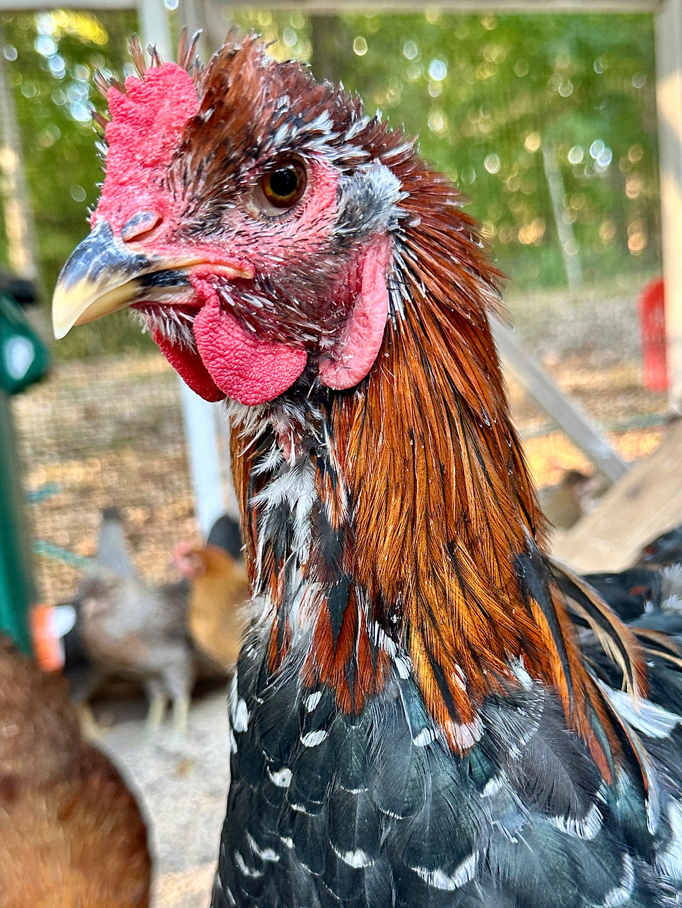 Todd, the Alpha Rooster of the White House