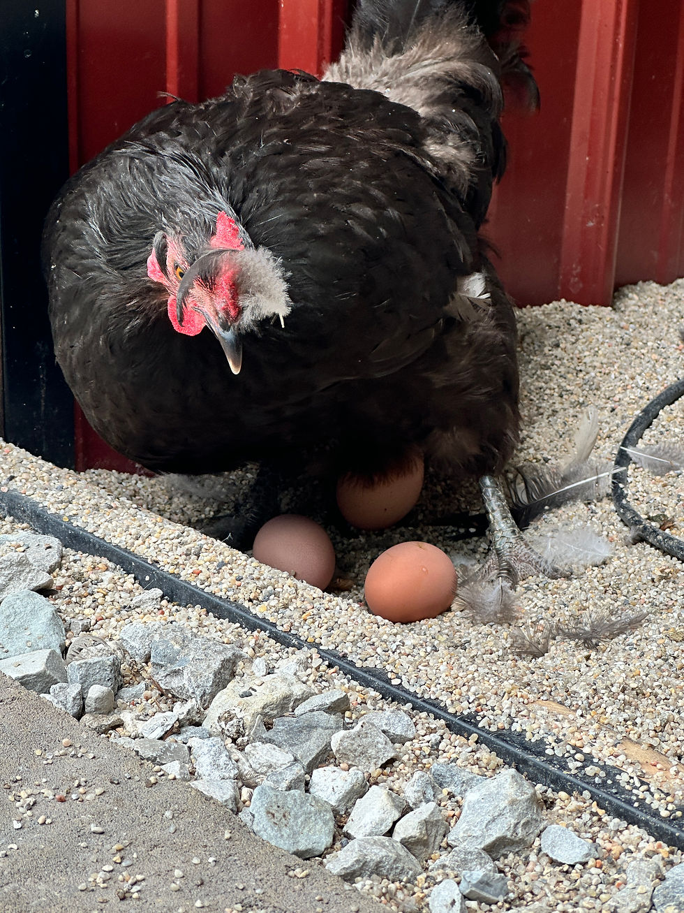 Gertie will steal eggs - none of these are hers