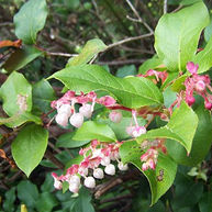 Salal