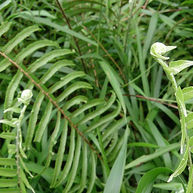 Wild Fern