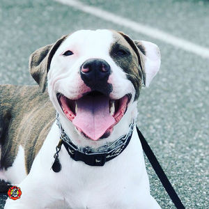 Raising the Standard for ESA Training