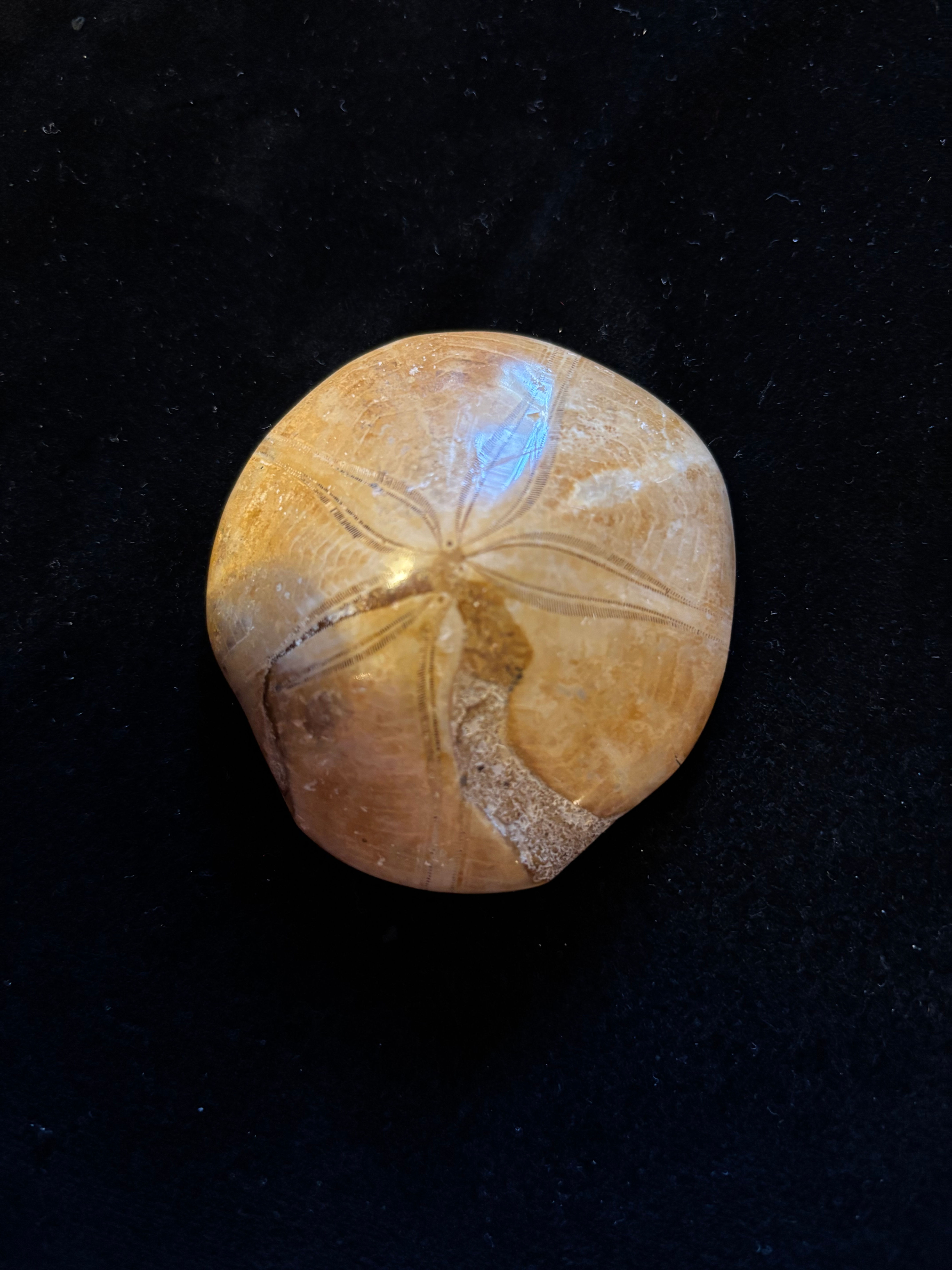 Fossilized Sand Dollar