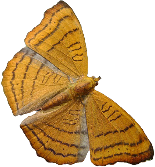 orange butterfly.jpg