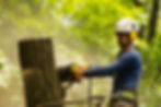 An arborist cutting a tree with a chains
