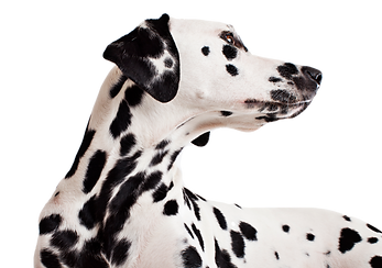 Dalmatian Dog_edited.png