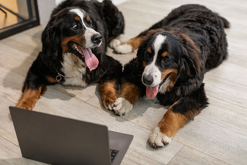 DogsOnComputer.jpg