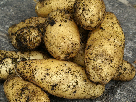Potatoes