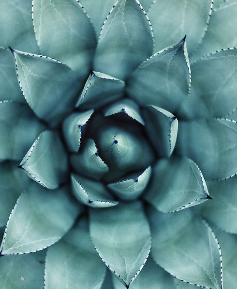 Green Succulent Plant