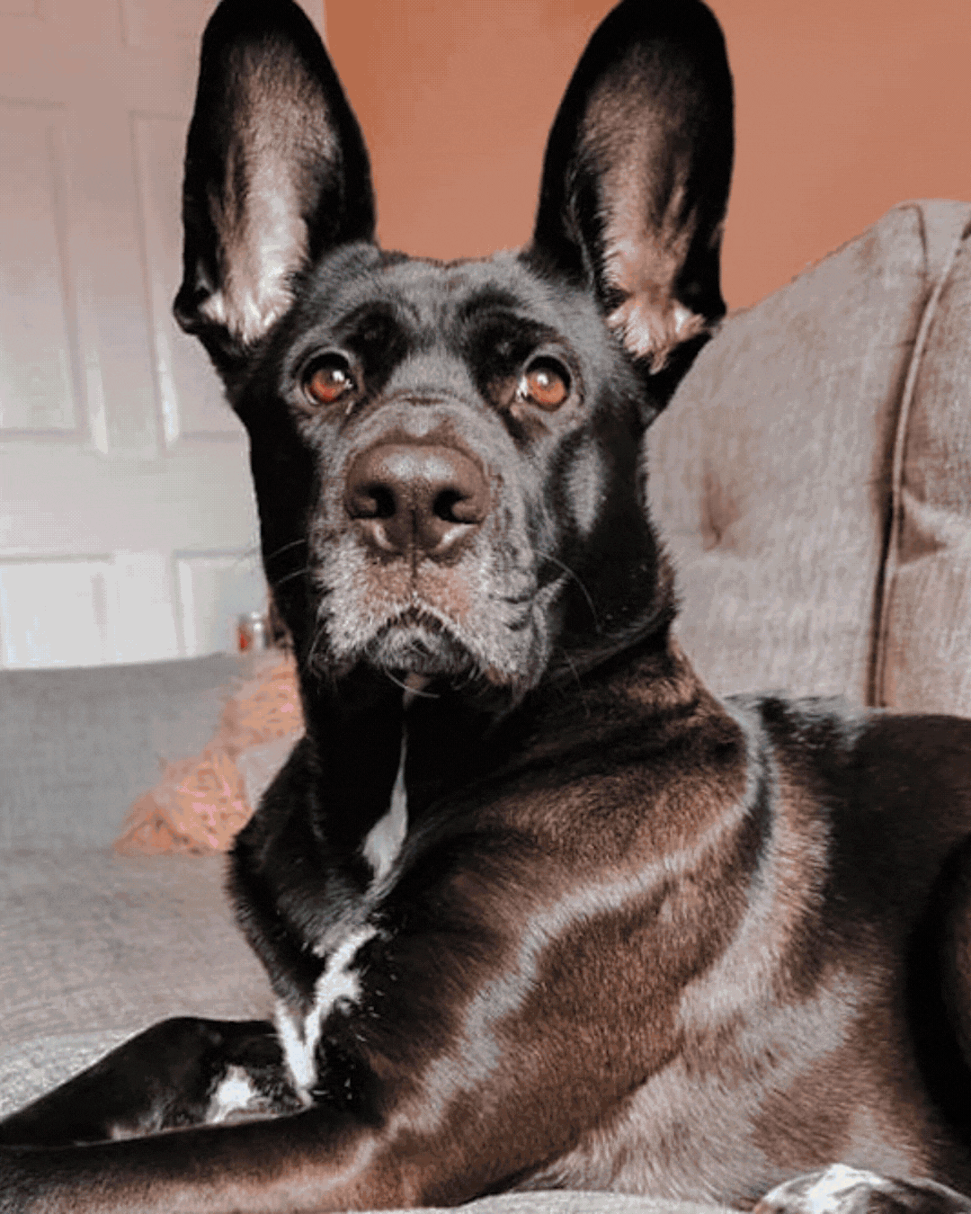 Untitled design (3).gif