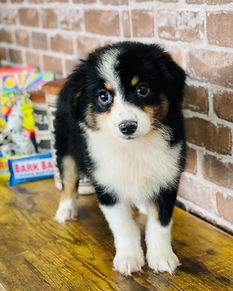 Female Mini Australian Shepherd (1).jpg