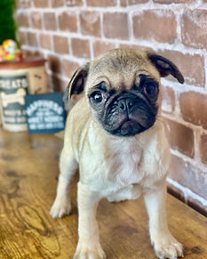 Pug male (1).jpg