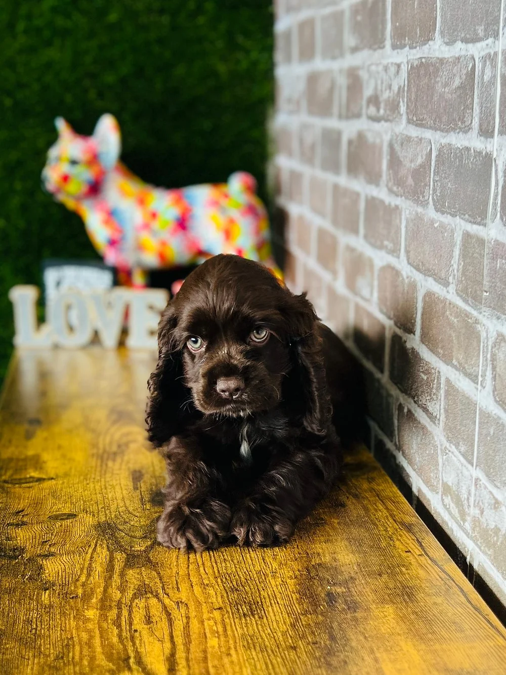 chocolate color coated Cocker Spaniel with green eyes