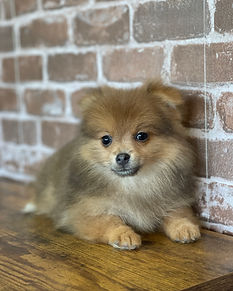 Female Pomeranian.jpg